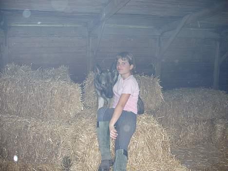 Schæferhund Amagers Asja - Kan man se os? Vi er inde i vores halmlade. billede 7