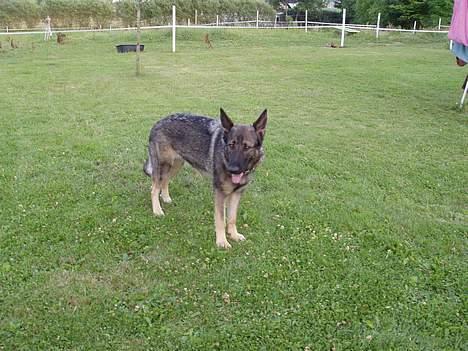 Schæferhund Amagers Asja - Hvad nu?? billede 8