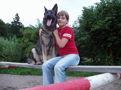 Schæferhund Amagers Asja - Vi havde det bare så skægt.- :) billede 9