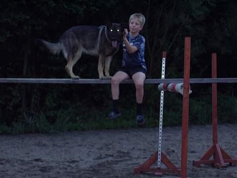 Schæferhund Amagers Asja - Hun er højt oppe ikke?     :O billede 10