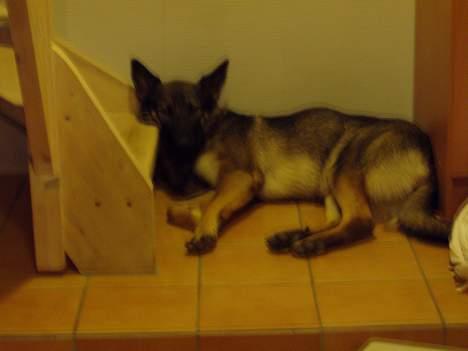 Schæferhund Amagers Asja - SnOoOoOoOrk ZzZzZzZzZ se min MAVE., billede 11