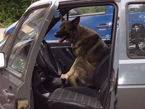 Schæferhund Amagers Asja - Brøøøn brøøn. Dyt dyt. Vov vov billede 12