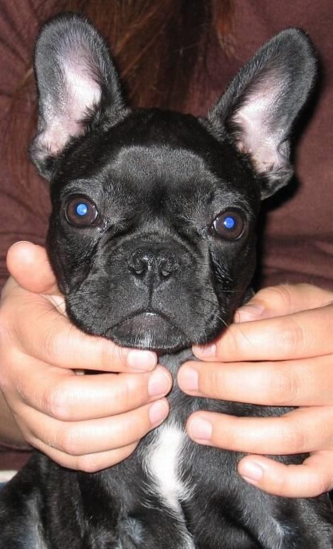 Fransk bulldog Bertram 2 - lille bitte Bertram, her har vi kun haft ham i et par dage.  billede 13