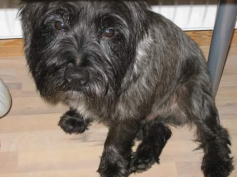 Cairn terrier Sylvester - Sylvester, han ser lidt trist ud. billede 4