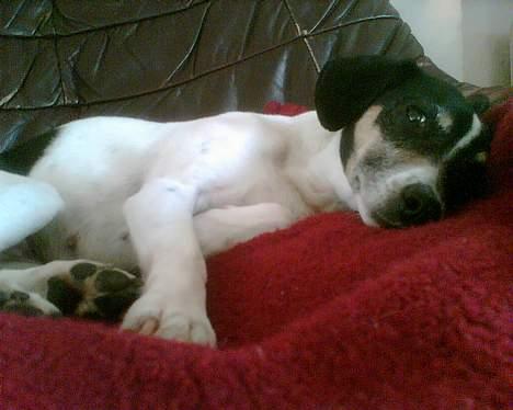 Dansk svensk gaardhund Sif - Hygge billede 6