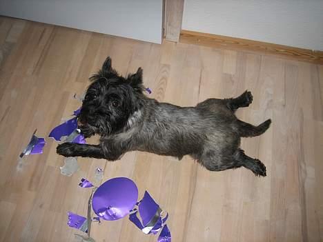 Cairn terrier Sylvester - De smager sku goodt .. billede 5