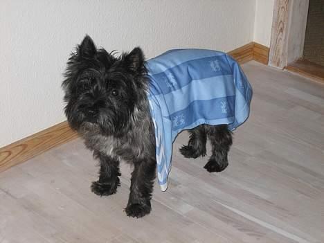 Cairn terrier Sylvester - Sønderjyske. billede 6