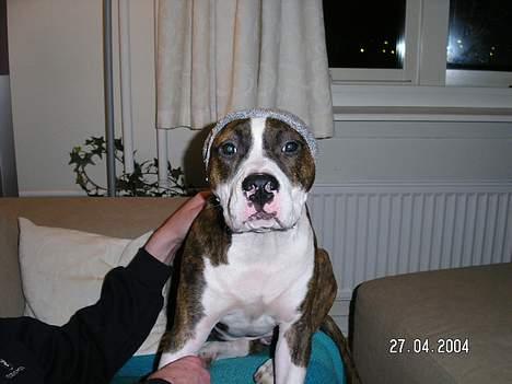 Amerikansk staffordshire terrier Bella - Snooooooooooooooooooooooooooooooooooooop!!! billede 17