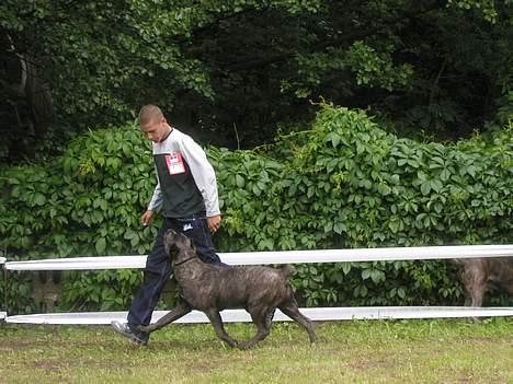 Cane corso Mazurskiego Edenu milla billede 1
