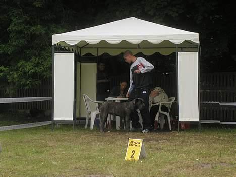 Cane corso Mazurskiego Edenu milla billede 2