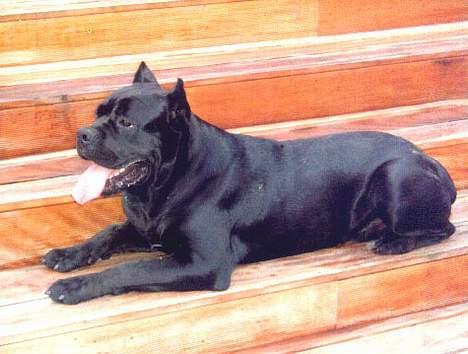 Cane corso Mazurskiego Edenu milla - millas far Drago billede 4