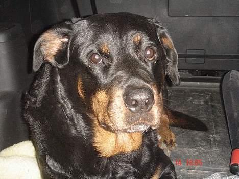 Rottweiler Cherrie.  født 22/12-1998 billede 10