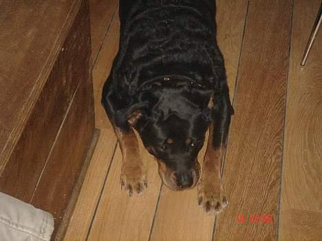 Rottweiler Cherrie.  født 22/12-1998 billede 11