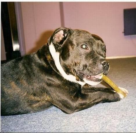 Staffordshire bull terrier Zar.     født 20/7-1997 - Zar som ganske ung - ca. 2år billede 10