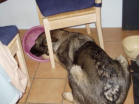 Schæferhund Amagers Asja - Mmm mad.. billede 14
