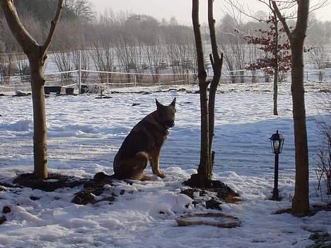 Schæferhund Amagers Asja - Tra la la la..   =) billede 15