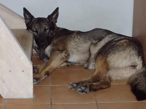 Schæferhund Amagers Asja - Elsker min trappe.. :) billede 16