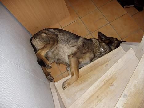 Schæferhund Amagers Asja - Snork. Orgh min nakke.. :/ billede 17