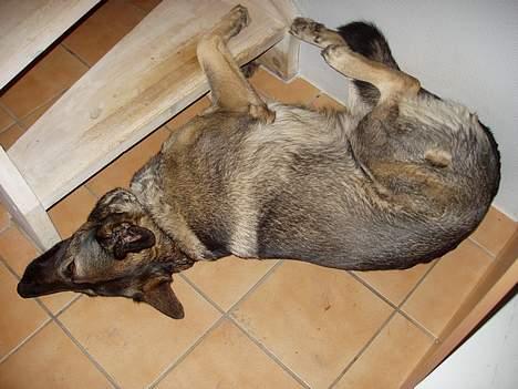 Schæferhund Amagers Asja - Uhh er der næsten. KOMMER LIGE OM LIDT. skal lige komme fri.  =o billede 18