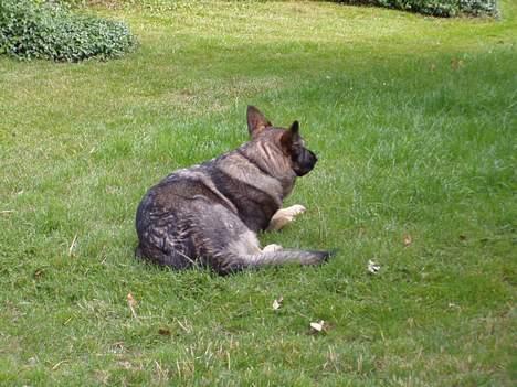 Schæferhund Amagers Asja - Argh dejligt afslappende. :) billede 19