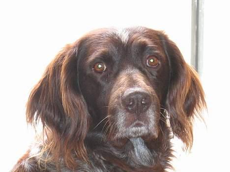 Kleiner münsterländer sako * død * billede 2