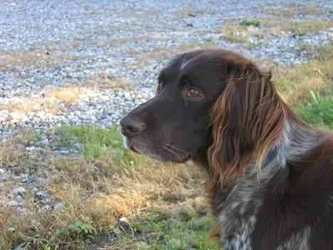 Kleiner münsterländer sako * død * - en hare."jeg kommer og æder dig" billede 3