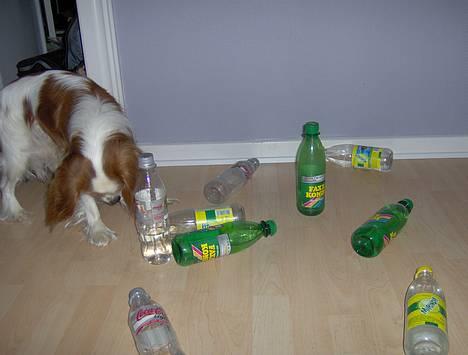 Cavalier king charles spaniel Lucky (i hundehimlen) - Lucky spiller bowling :o) billede 20