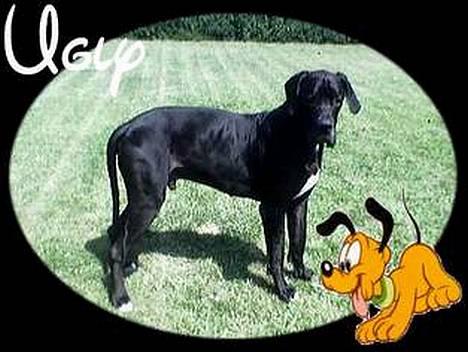 Grand danois ugly, død 14-1-07 - ugly billede 11