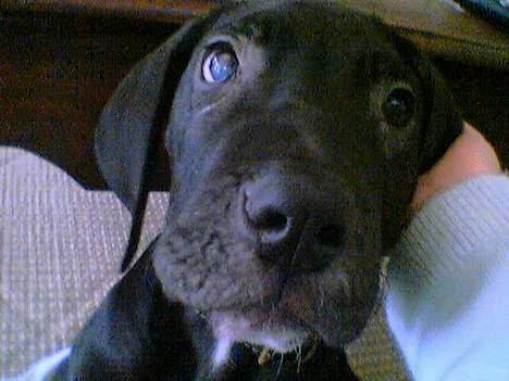 Grand danois ugly, død 14-1-07 - er jeg ikke bare nutted?? billede 12