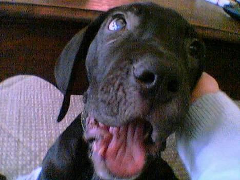 Grand danois ugly, død 14-1-07 - gaaaaaaaaaaaaaaaaaaaaaaaaaaaaaaaab billede 13