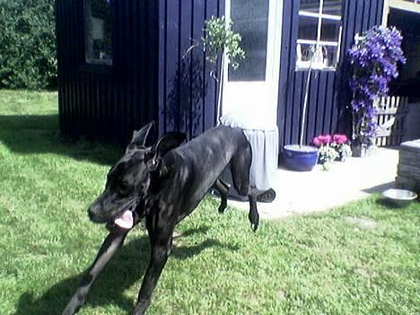 Grand danois ugly, død 14-1-07 - wrrrrrrrrrooooooooooooooom! billede 14