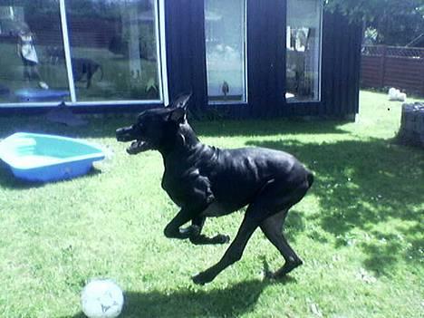 Grand danois ugly, død 14-1-07 - hun fanger mig aldrig, hun fanger mig aldrig!!!!!!!!!!!! billede 15