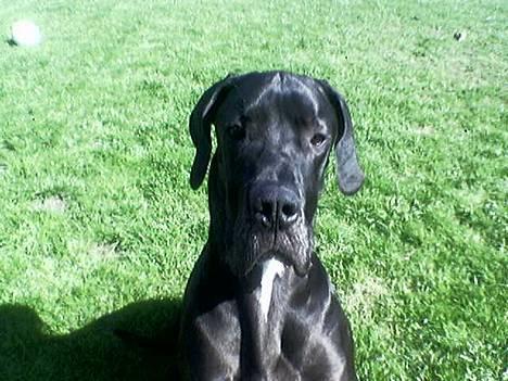 Grand danois ugly, død 14-1-07 billede 16