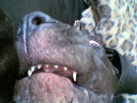 Grand danois ugly, død 14-1-07 - jeg er en farlig haj   ggggrrrr!!! billede 17