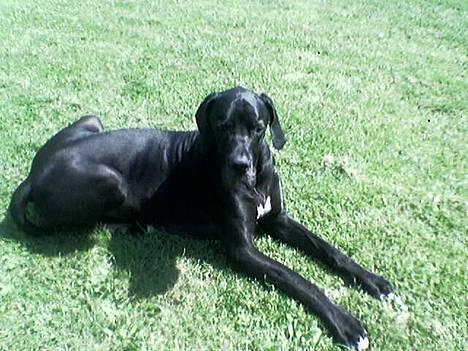 Grand danois ugly, død 14-1-07 - ugly i haven billede 18