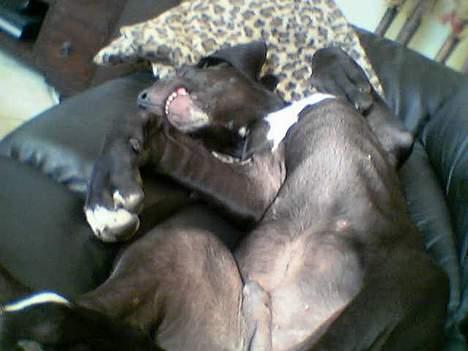 Grand danois ugly, død 14-1-07 - zzzzzzzzzzzzzzzzzzzzzzzzzzzzzzzzz billede 19