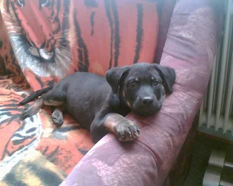 Rottweiler Primo R.I.P - Ligger og dovner den i min sofa billede 12