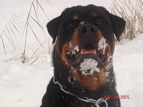Rottweiler Tucker - Zmukke i sneen billede 1