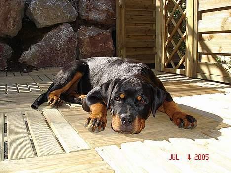 Rottweiler Tucker - Tucker 8 måneder billede 2