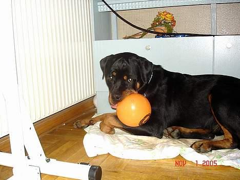 Rottweiler Tucker - Tucker og sin højt elskede bold billede 3