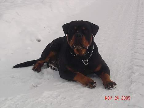 Rottweiler Tucker - Hvad nuh? Må man ikke gå amok når man nu har muligheden for det? billede 4