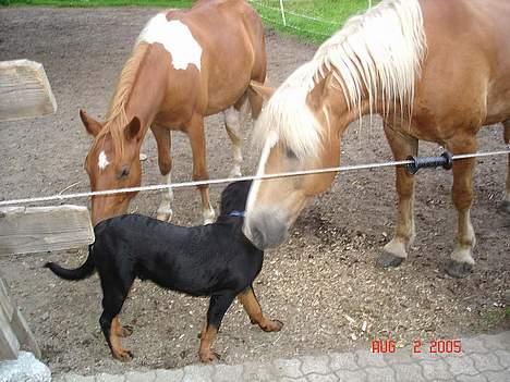 Rottweiler Tucker - Tucker sammen med Hypperne billede 5