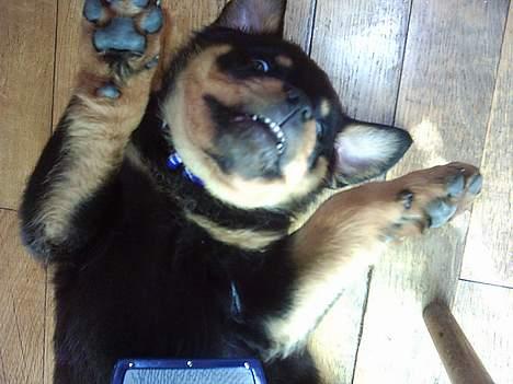 Rottweiler Tucker - Tucker 8 uger Weeee billede 6