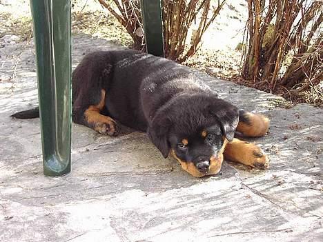 Rottweiler Tucker - Tucker 8 uger billede 7