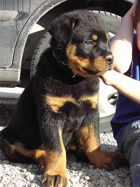 Rottweiler Tucker - Tucker 8 uger billede 8