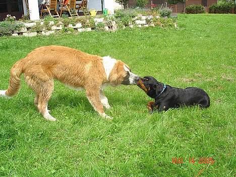 Rottweiler Tucker - Tucker og sin anden ven Rico billede 9