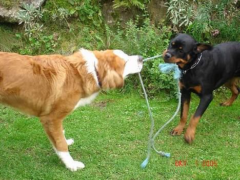 Rottweiler Tucker - Tucker og Rico Grrrrrrrrrh billede 10