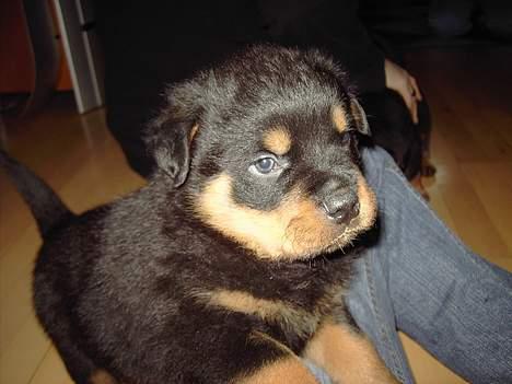 Rottweiler Tucker - Lille Tucker 6 uger billede 11