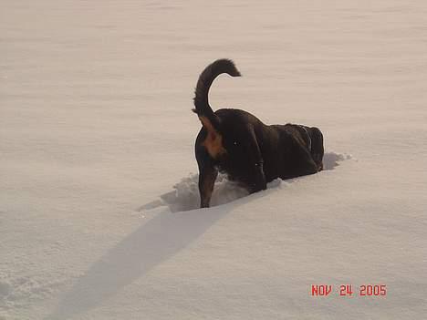 Rottweiler Tucker - Se min røv, ikke på komando billede 12