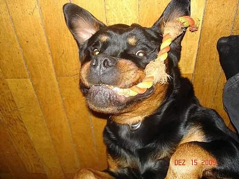 Rottweiler Tucker - Grrrrrrrrrrrrrrrrrrh billede 13